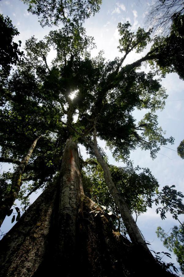 Misahualli Amazon Lodge Exteriör bild