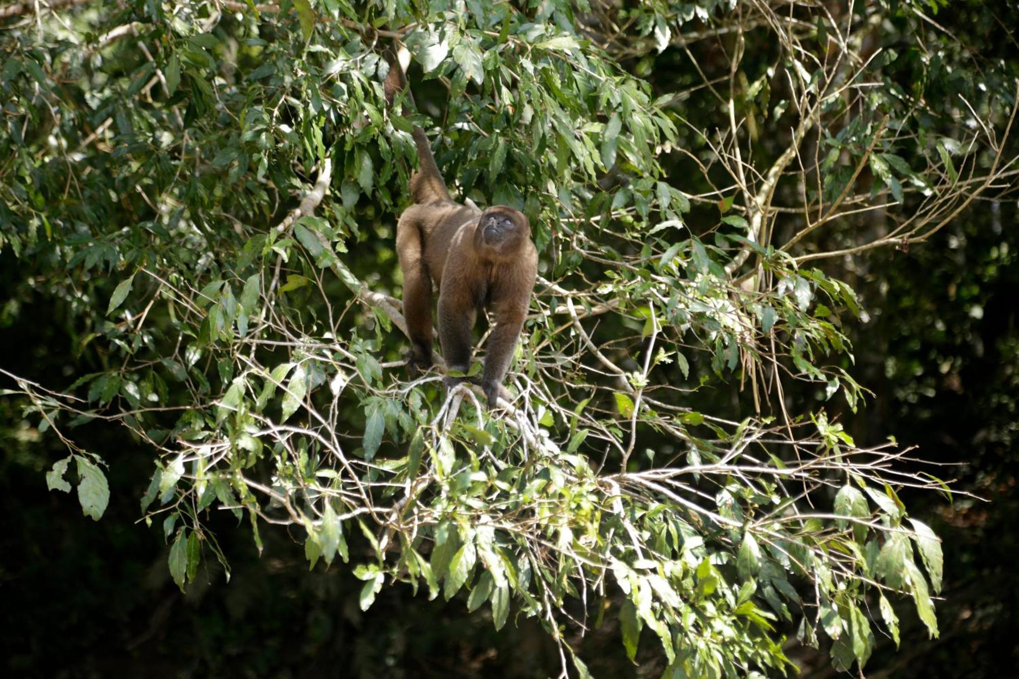 Misahualli Amazon Lodge Exteriör bild
